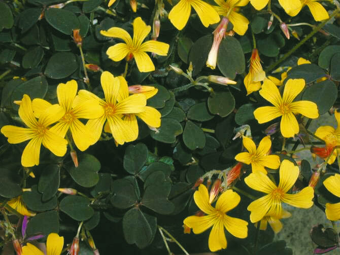 Sauerklee (Oxalis vulcanicola) 'Dark Form' T12