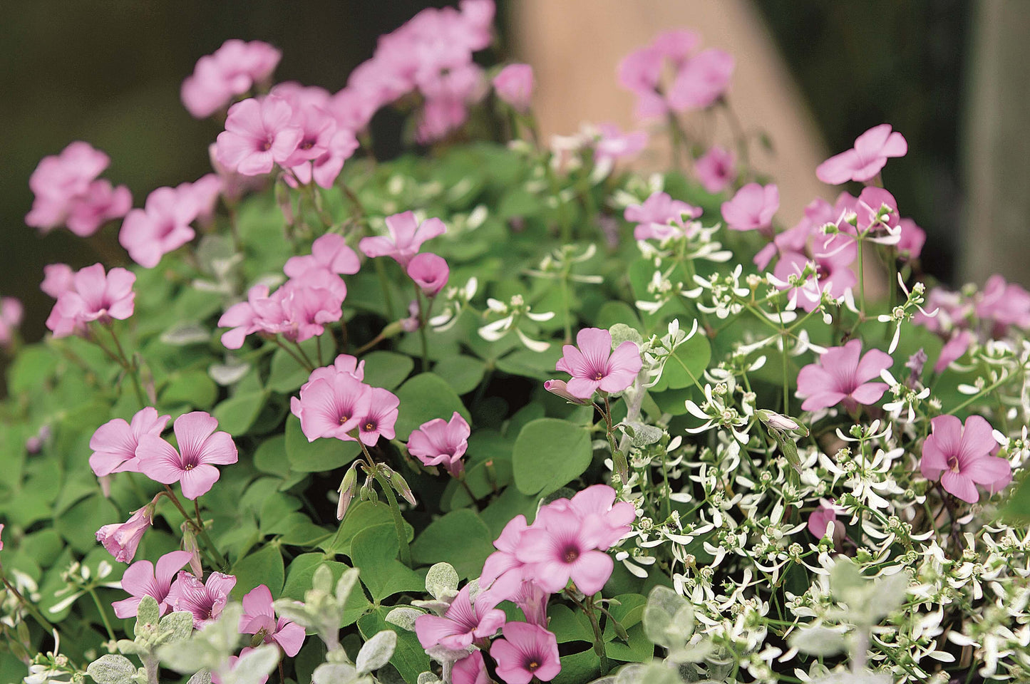 Zierklee (Oxalis) 'Pink Pillow' T12