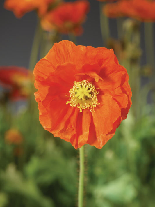 Island-Mohn (Papaver nudicaule) 'Pop-up Orange' T12 - winterhart