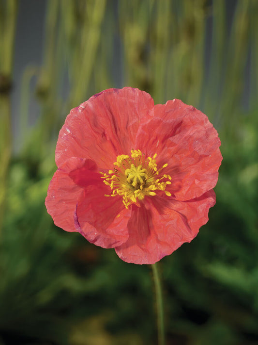 Island-Mohn (Papaver nudicaule) 'Pop-up Rose' T12 - winterhart