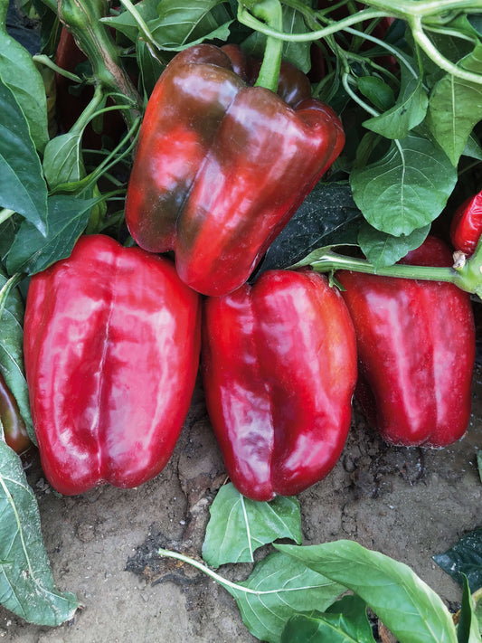 Paprika im Spar-Set | 3 Stück