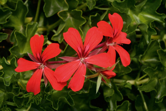 Geranie hängend (Pelargonium peltatum) einfache Blüte | rot  | 2 Stück