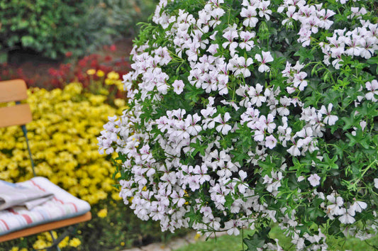Geranie hängend (Pelargonium peltatum) einfache Blüte | weiß | 2 Stück