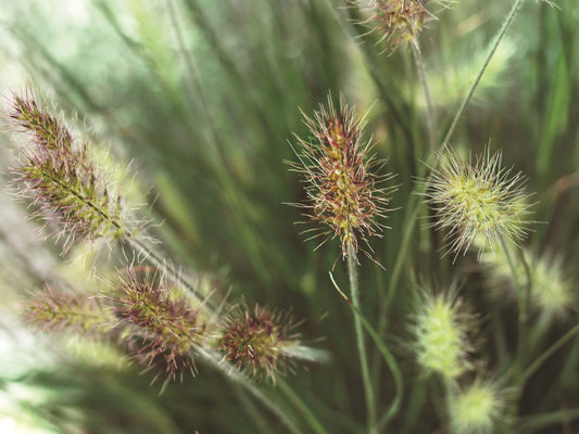 Zwerg-Federborstengras (Pennisetum alopecuroides) 'Little Bunny' T11/12 - winterhart