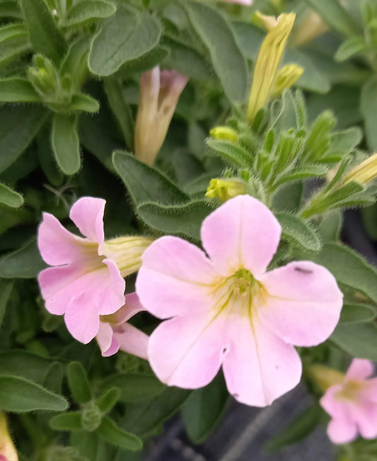 Petunie( Petunia) 'Itsy Light Pink' T12, kleinblütig