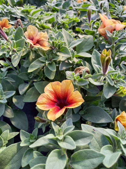 Petunie (Petunia) im Spar-Set | 6 Pflanzen
