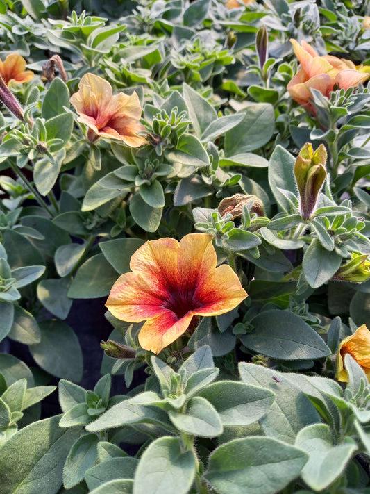 Petunie (Petunia) im Spar-Set | 6 Pflanzen
