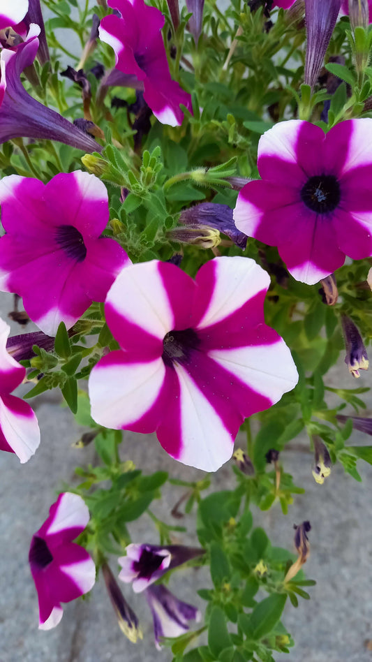 Petunie (Petunia) 'Shortcake Blueberry' T12