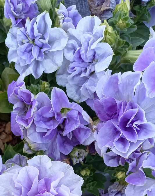 Petunie (Petunia) im Spar-Set | 12 Pflanzen