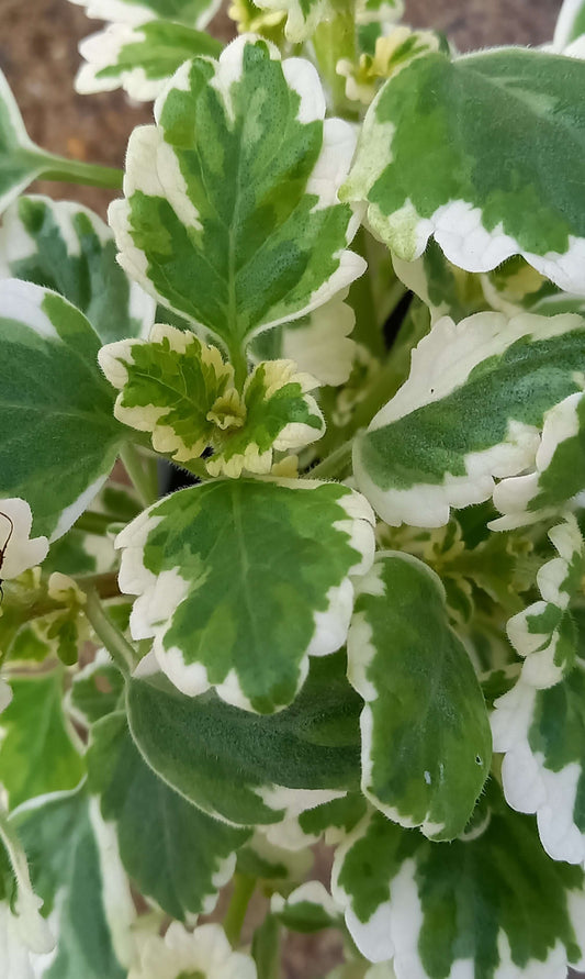 Weihrauch (Plectranthus fruticosus) T11, panaschiert