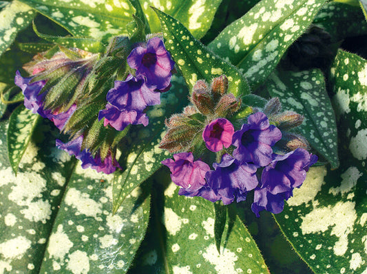 Geflecktes Lungenkraut (Pulmonaria officinalis) 'Trevi Fountains' T12 - winterhart