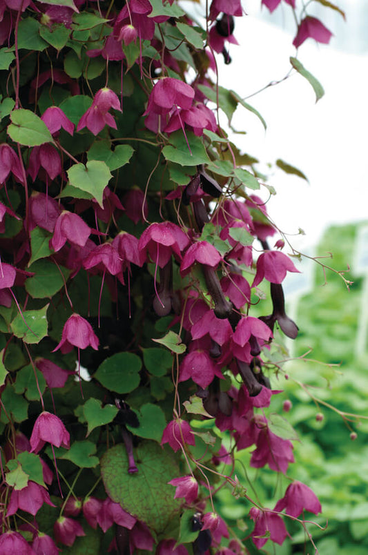 Purpurglockenwein (Rhodochiton atrosanguineum) 'Purple Bells' T12