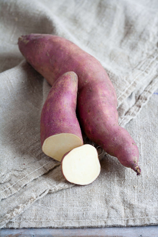 Speise-Süßkartoffel (Ipomoea batata) 'Erato® Pleno'