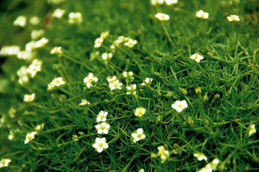 Sternmoos (Sagina subulata) T12  - winterhart