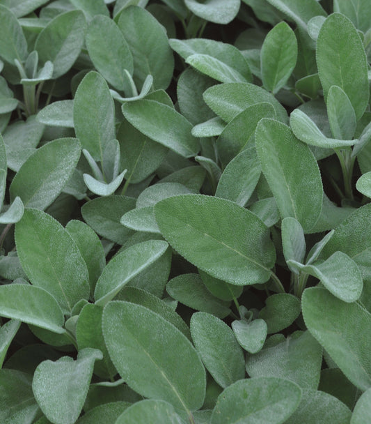 Silber-Salbei (Salvia officinalis) 'Culinaria' T12