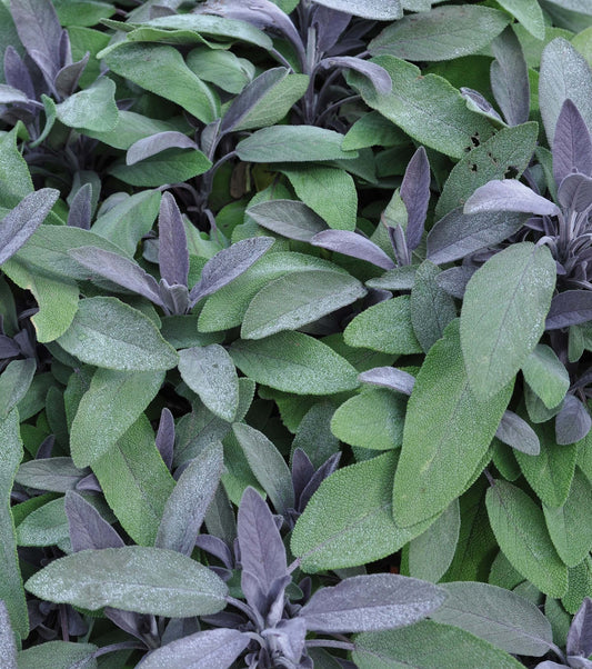 Purpursalbei (Salvia officinalis) 'Purpurmantel' T12