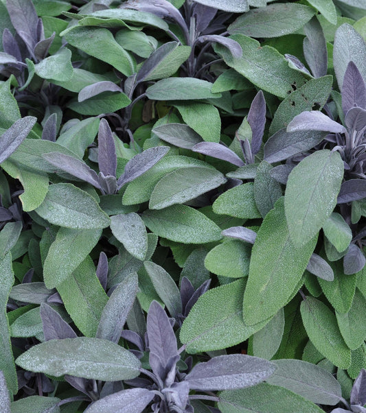 Purpursalbei (Salvia officinalis) 'Mandala® Purpur' (Purpurmantel) T12