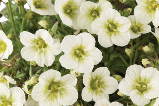 Moos-Steinbrech (Saxifraga x arendsii) 'Limerock' T12 - winterhart