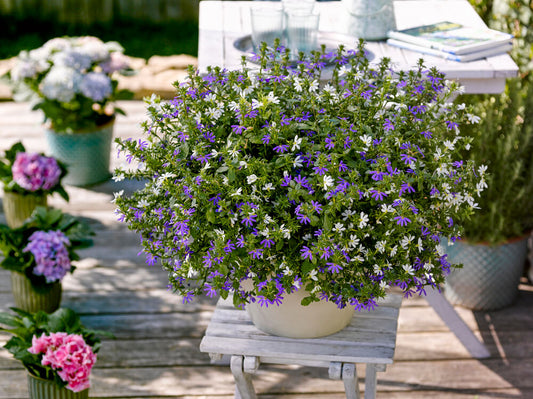 Fächerblume-Duo (Scaevola aemula) 'Surdiva® Bayern Mix' T12