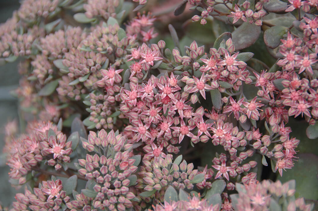Garten-Fettblatt (Sedum cauticola) 'Red Canyon' T12 - winterhart