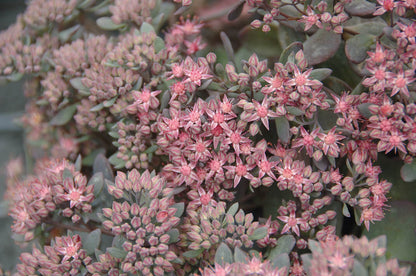 Garten-Fettblatt (Sedum cauticola) 'Red Canyon' T12 - winterhart