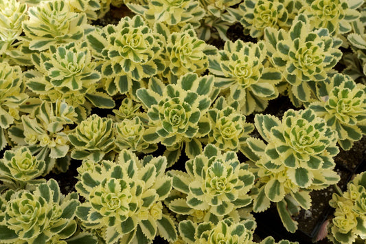 Ullungdo Mauerpfeffer (Sedum takesimense) 'Atlantis®' T12 - winterhart