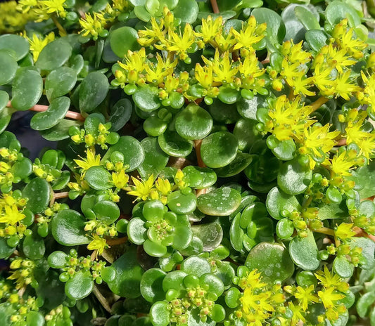 Mauerpfeffer (Sedum tetractinum) 'Coral Reef' T12 - winterhart