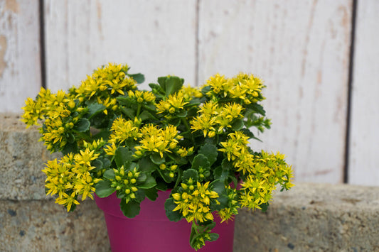 Kamtschatka-Fettblatt (Sedum kamtschaticum) 'Little Miss Sunshine' T12