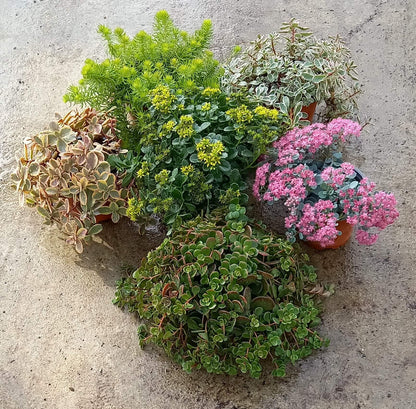 Fetthenne (Sedum) T12 im Set | 6 Pflanzen - winterhart