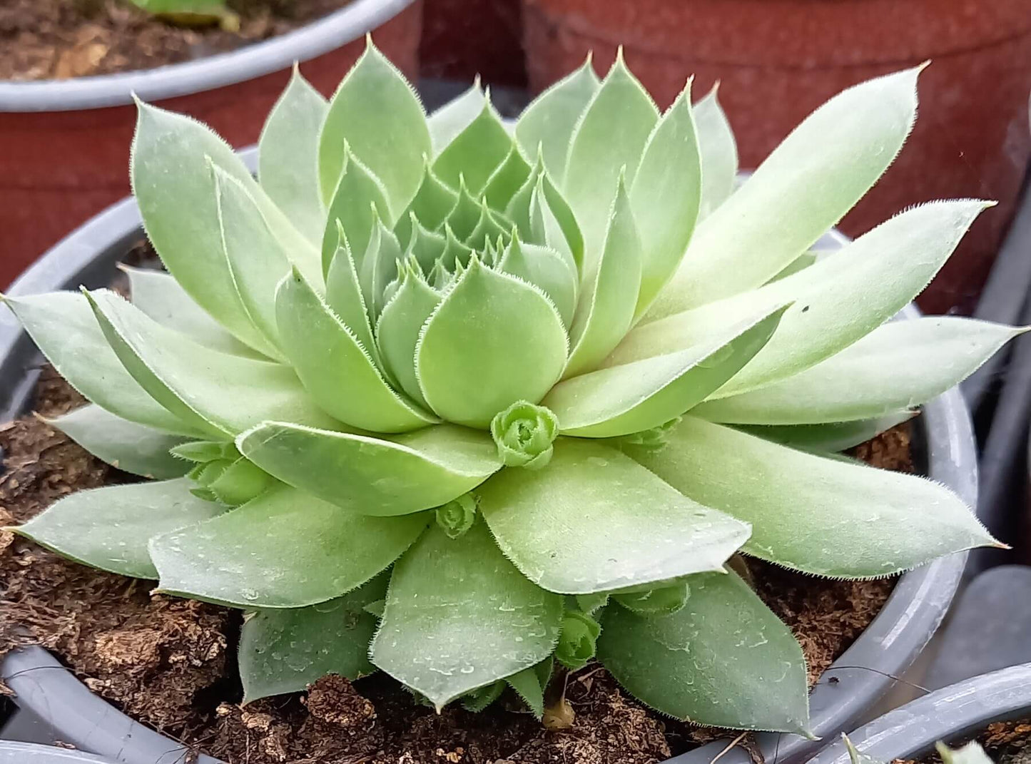 Hauswurz (Sempervivum ) 'Hopewell' T12
