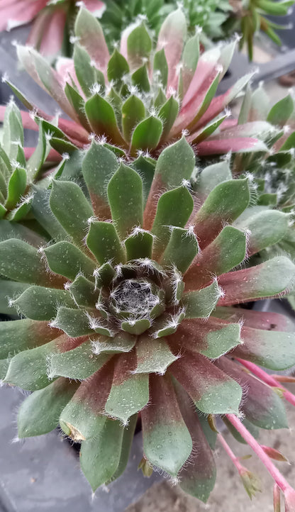 Hauswurz (Sempervivum ) 'Jade Rose' T12