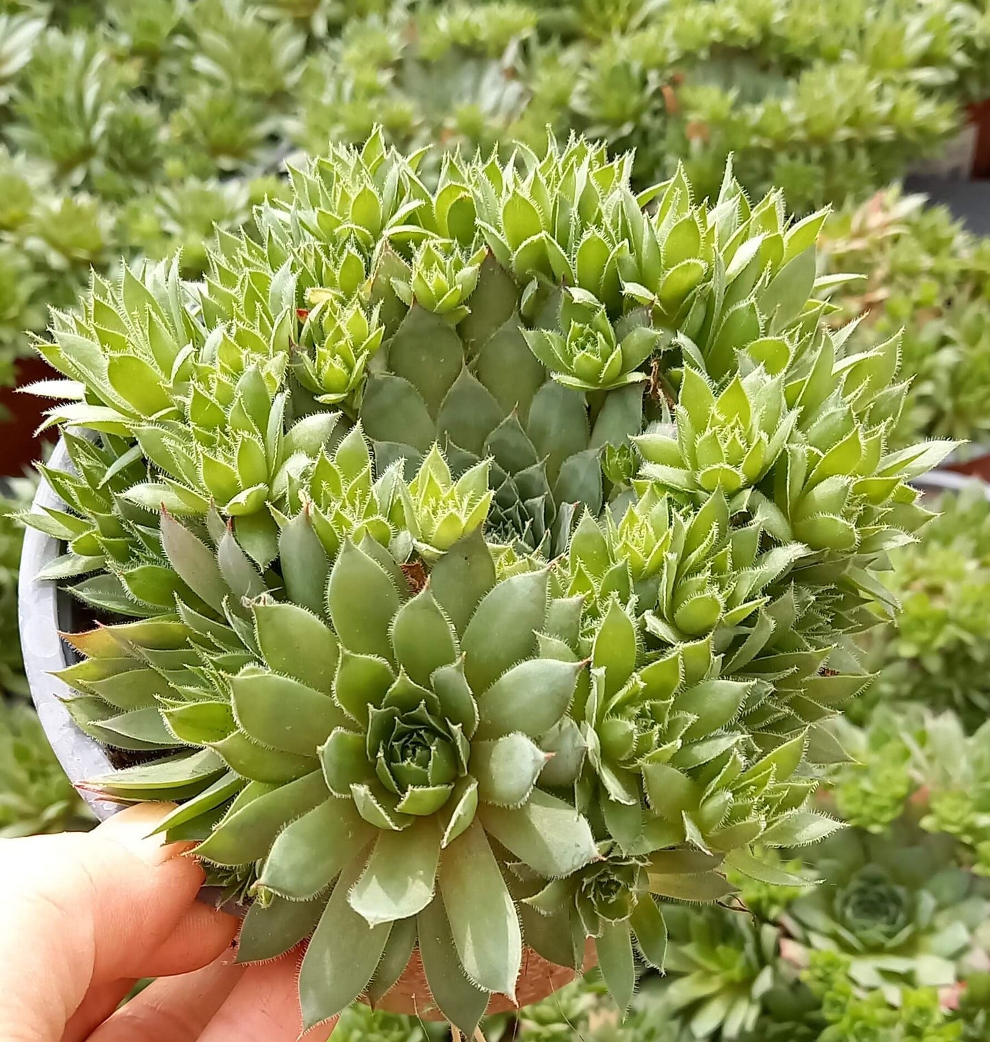 Hauswurz (Sempervivum ) 'Kalinda' T12