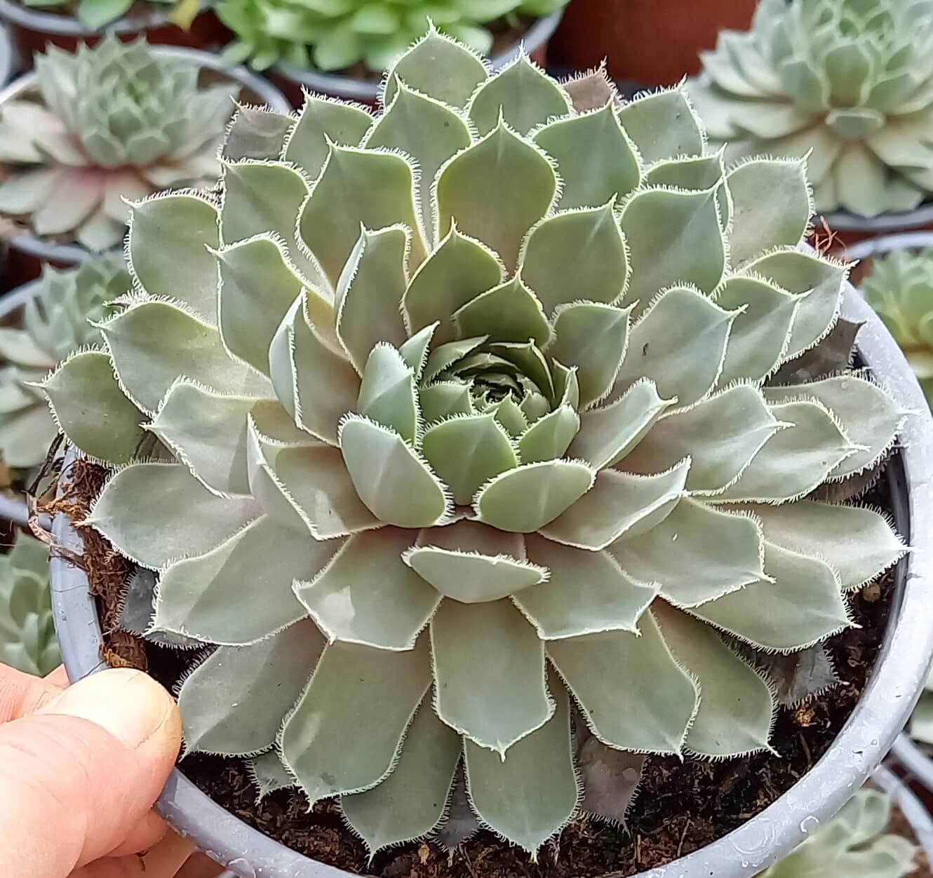 Hauswurz (Sempervivum ) 'Lavender and Old Lace' T12