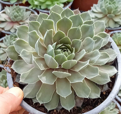 Hauswurz (Sempervivum ) 'Lavender and Old Lace' T12