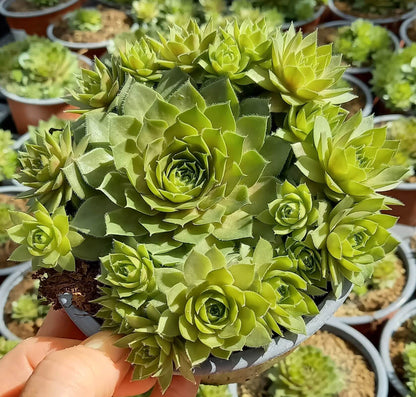 Hauswurz (Sempervivum ) 'Rubin/Red Rubin' T12