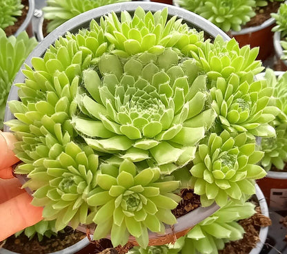 Spinnweb-Hauswurz (Sempervivum arachnoideum) 'Spring Beauty' T12