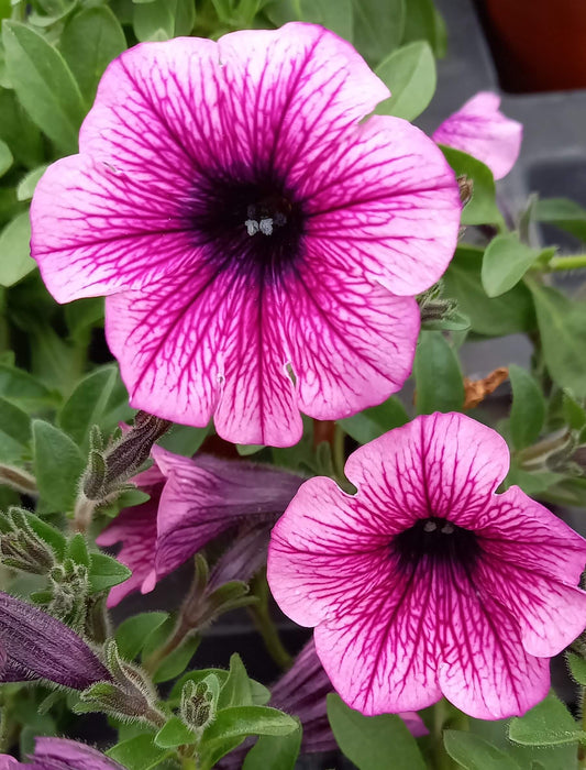 Petunie (Petunia) 'Surfinia® Baby Pink Vein' T12