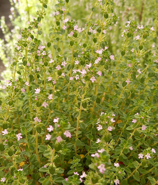 Zitronen-Thymian (Thymus citriodorus) 'Summerdreams® Lemon Green' (Limone) T12 - winterhart