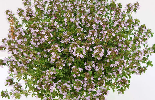 Silber-Thymian (Thymus citriodorus) 'Silver Queen' T12