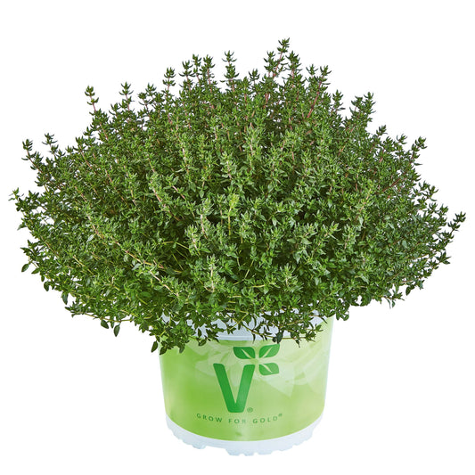 Kugel-Thymian (Thymus vulgaris) 'Fredo Strong' T12
