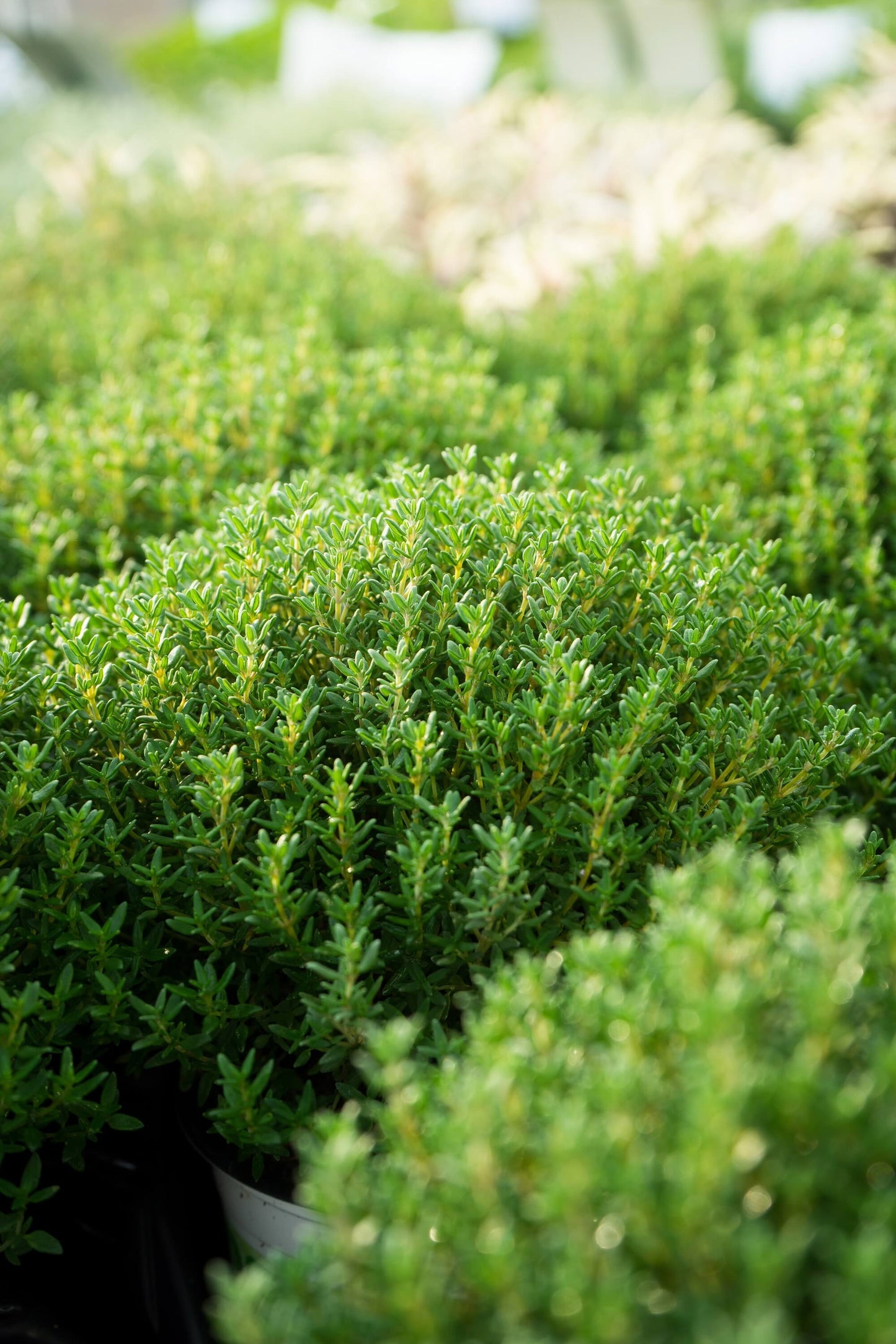Kugel-Thymian (Thymus vulgaris) 'Fredo' T12
