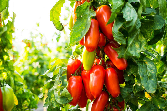 San Marzano-Tomate 'Tuma® Red' veredelt