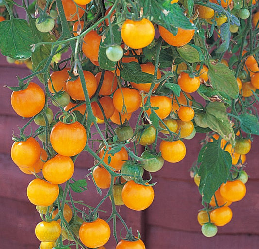 Gelbe Hängetomate 'Brasil® Yellow'