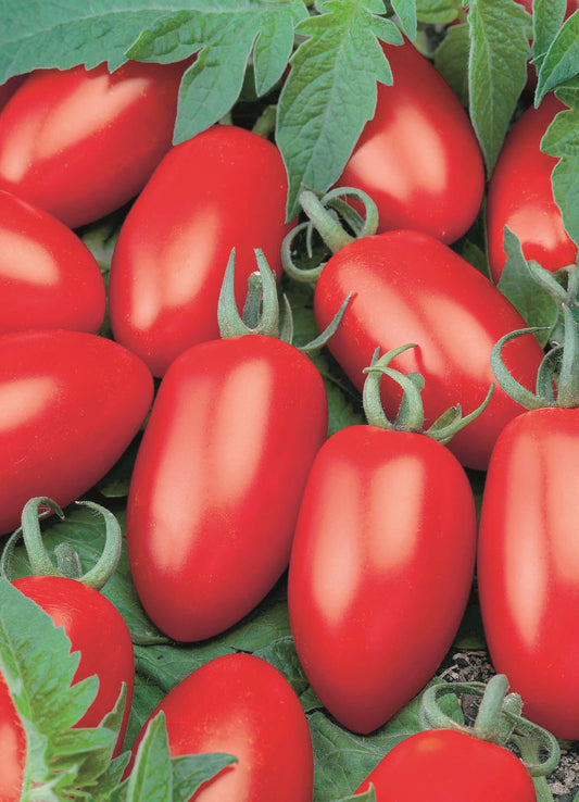 Mini-San Marzano-Tomate 'Caprese' veredelt