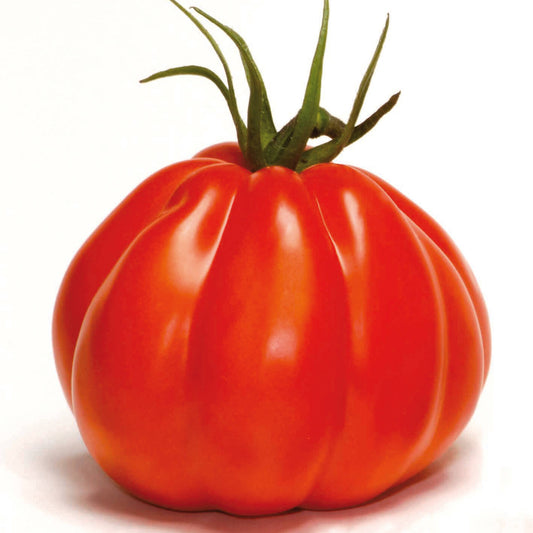Ochsenherztomate 'Corazon' veredelt