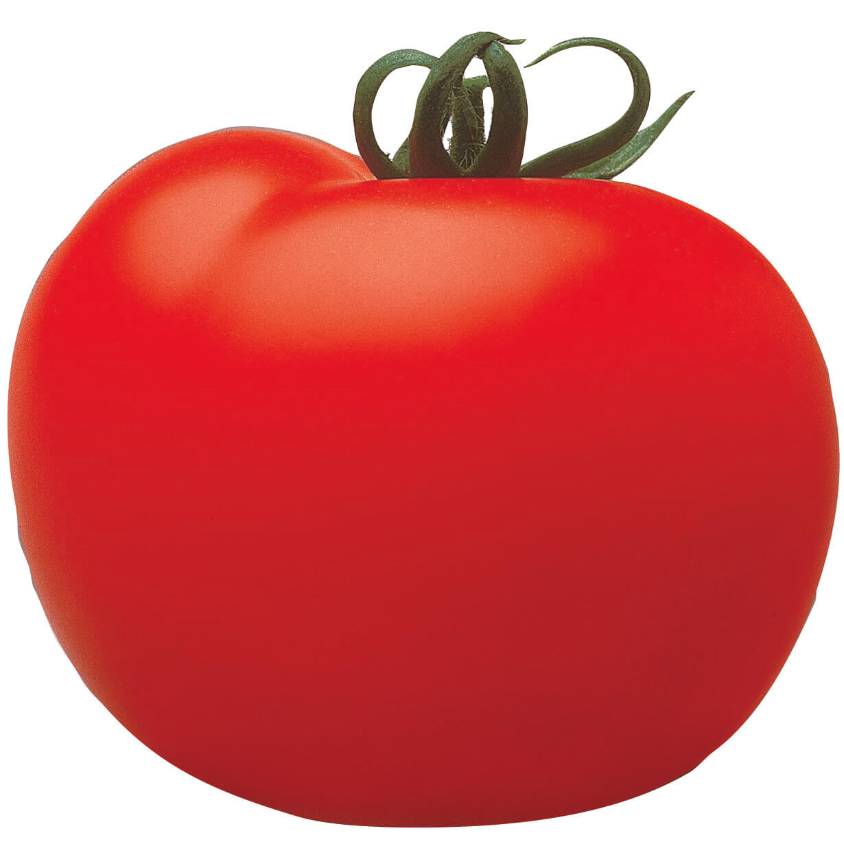 Salattomate 'Cristal' veredelt
