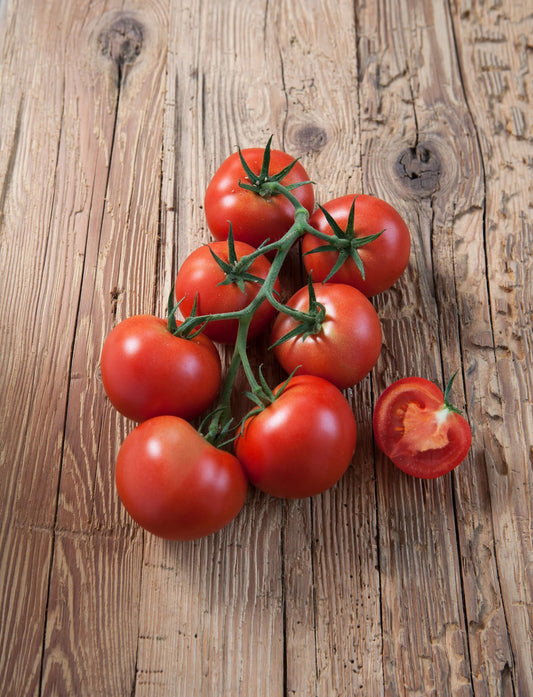 Strauchtomate 'Starlias® Red' (Culina) veredelt