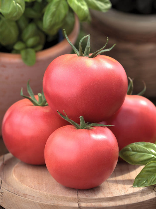 Japanische Tomate 'Starlias® Pink' (Fenda) veredelt