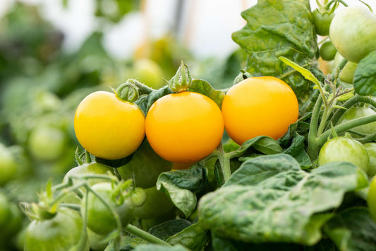 Topf-Cocktailtomate 'Strongboy Yellow'