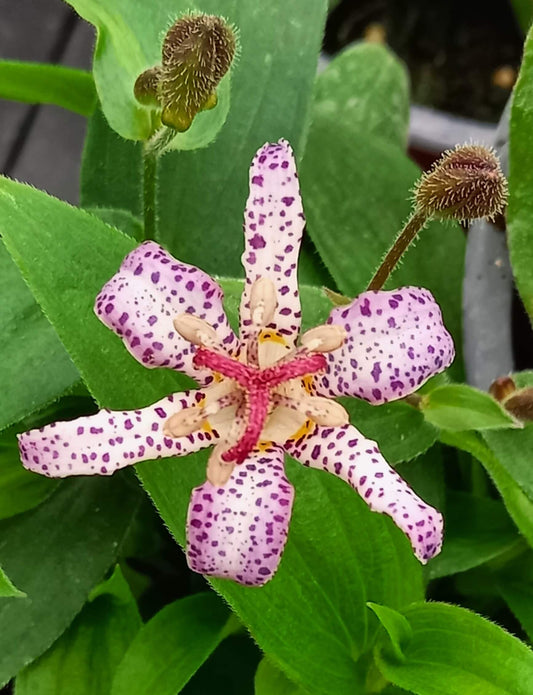 Krötenlilie (Tricyrtis formosana) 'Pink Freckles' T12 - winterhart